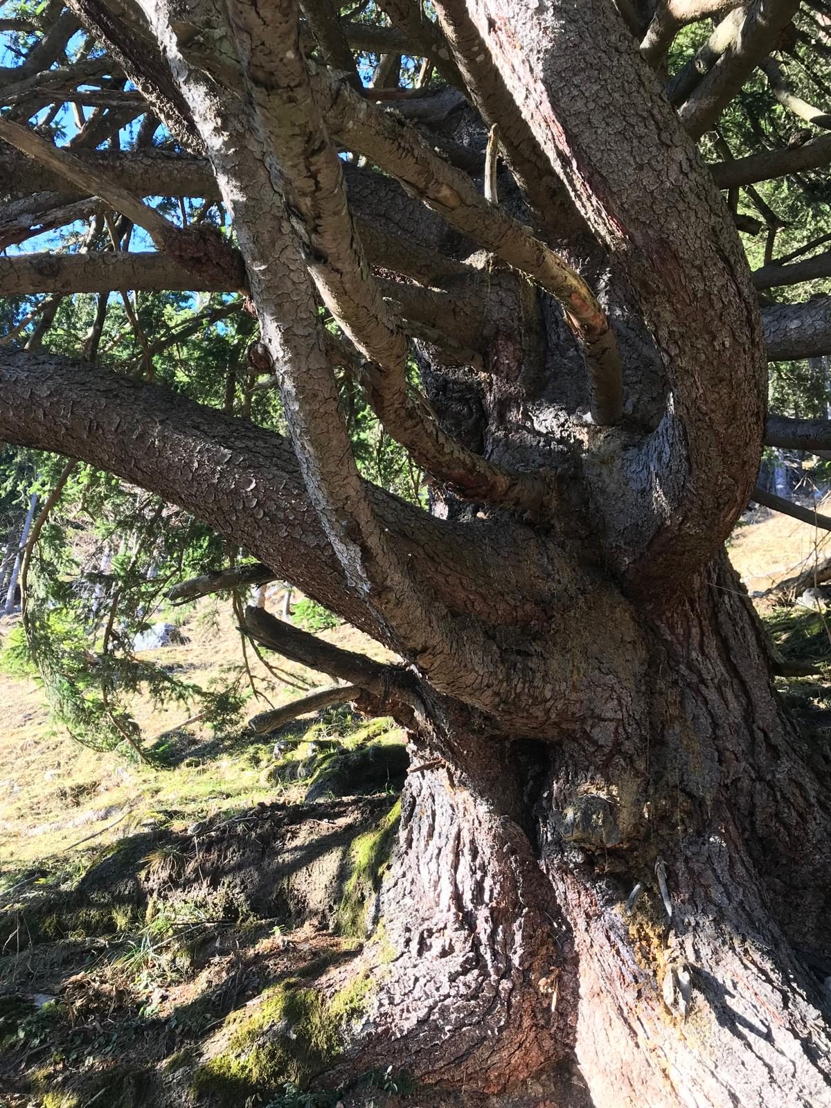 Verzweigte Äste eines alten Baumes