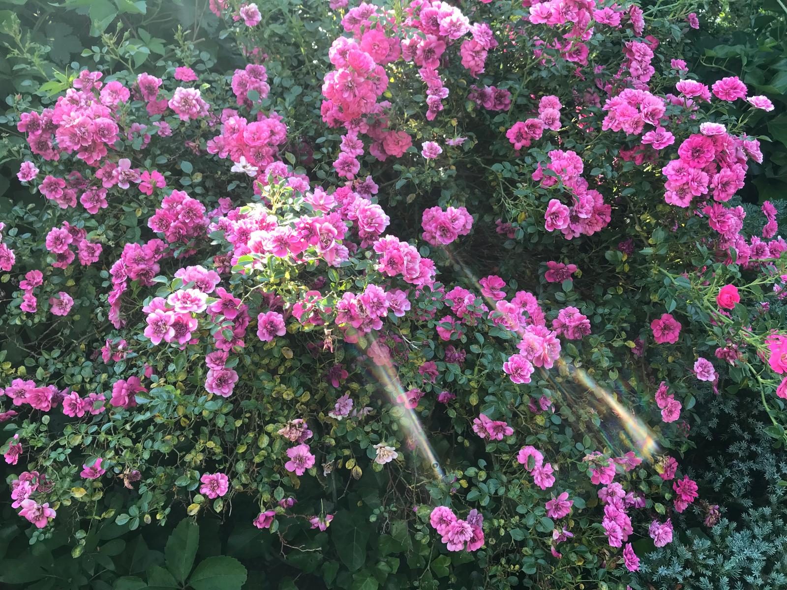Blühende Rosen im Sonnenlicht